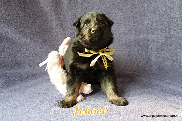 Jehoel, zwart-bruin Oudduitse Herder teefje van 4 weken oud